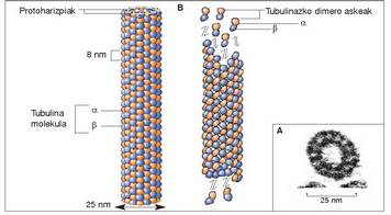 1. Irudia: A) Mikrotubulu baten zeharretarako epaiaren mikrografia elektronikoa, non hamahiru protoharizpiko eraztun bat ageri den. B) Mikrotubulu baten egitura.<br><br>